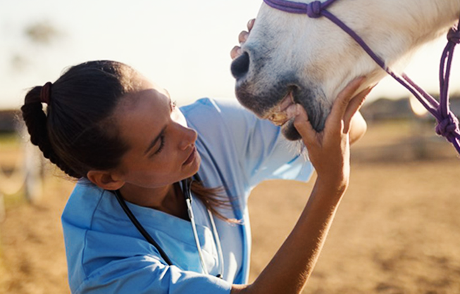 avve-medicos-veterinarios